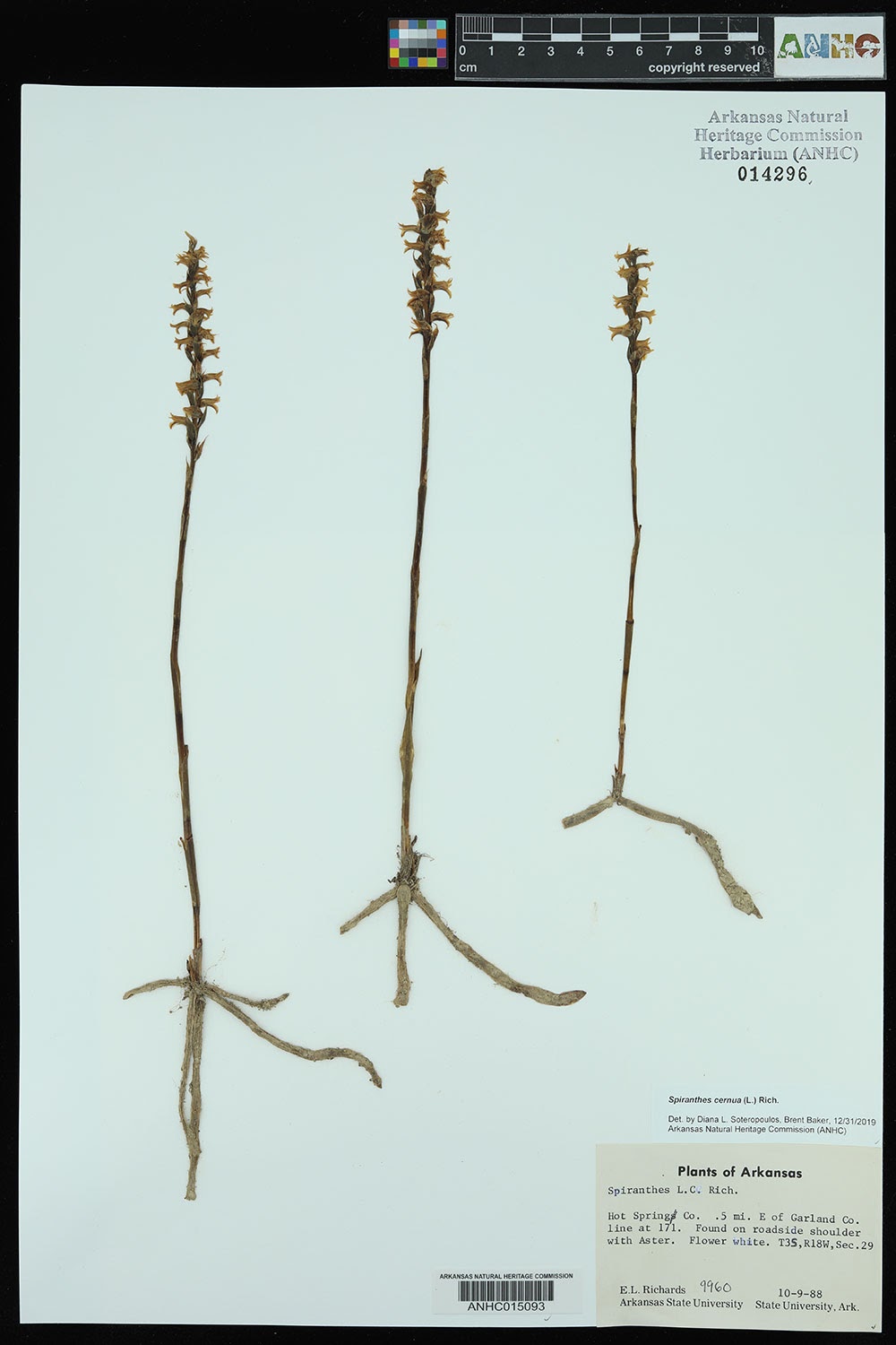 Spiranthes herbarium spec