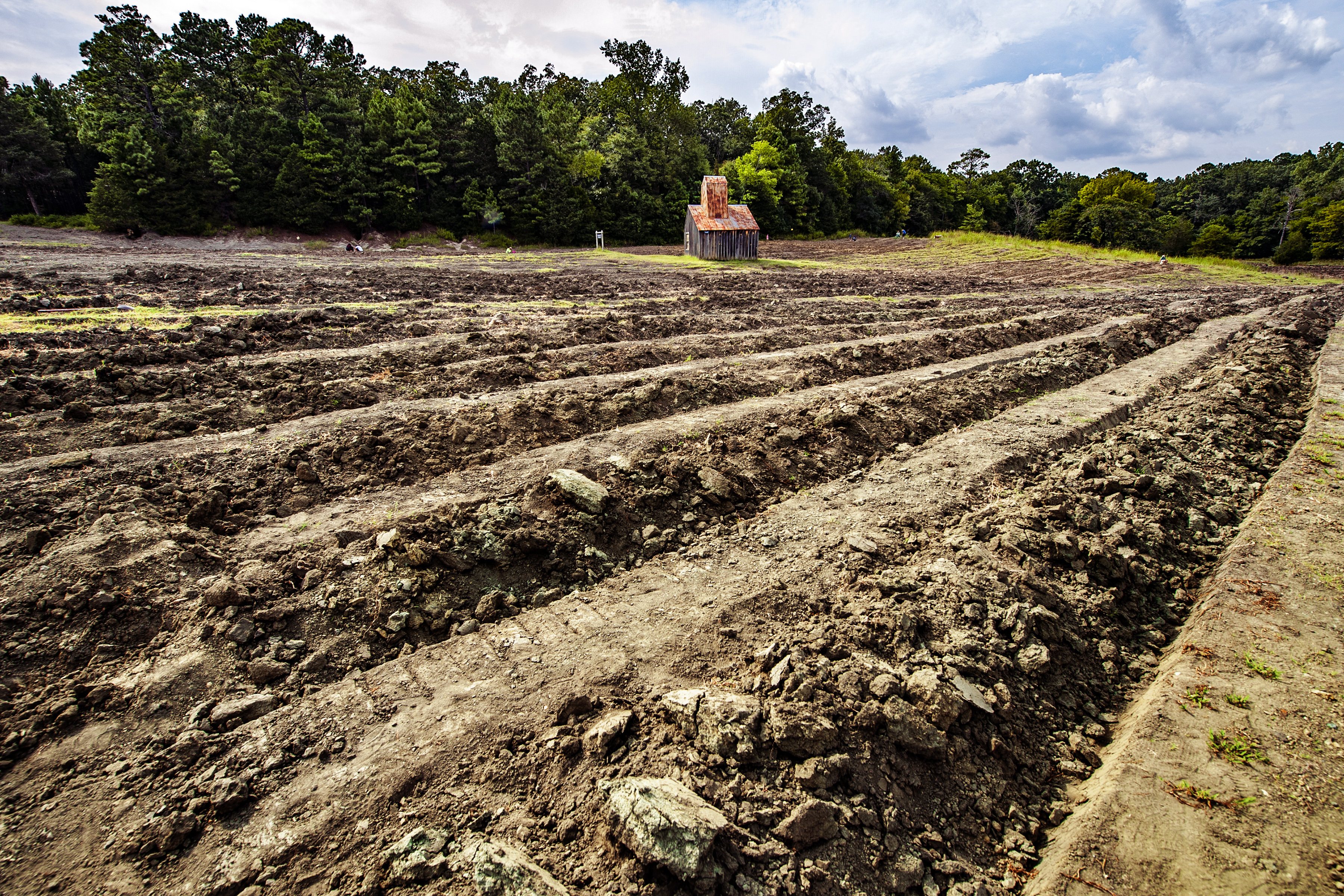 Overlooking the Crater of Diamonds digging field. A mixture of dirt and rocks tilled into 1 to 2 foot mounds.