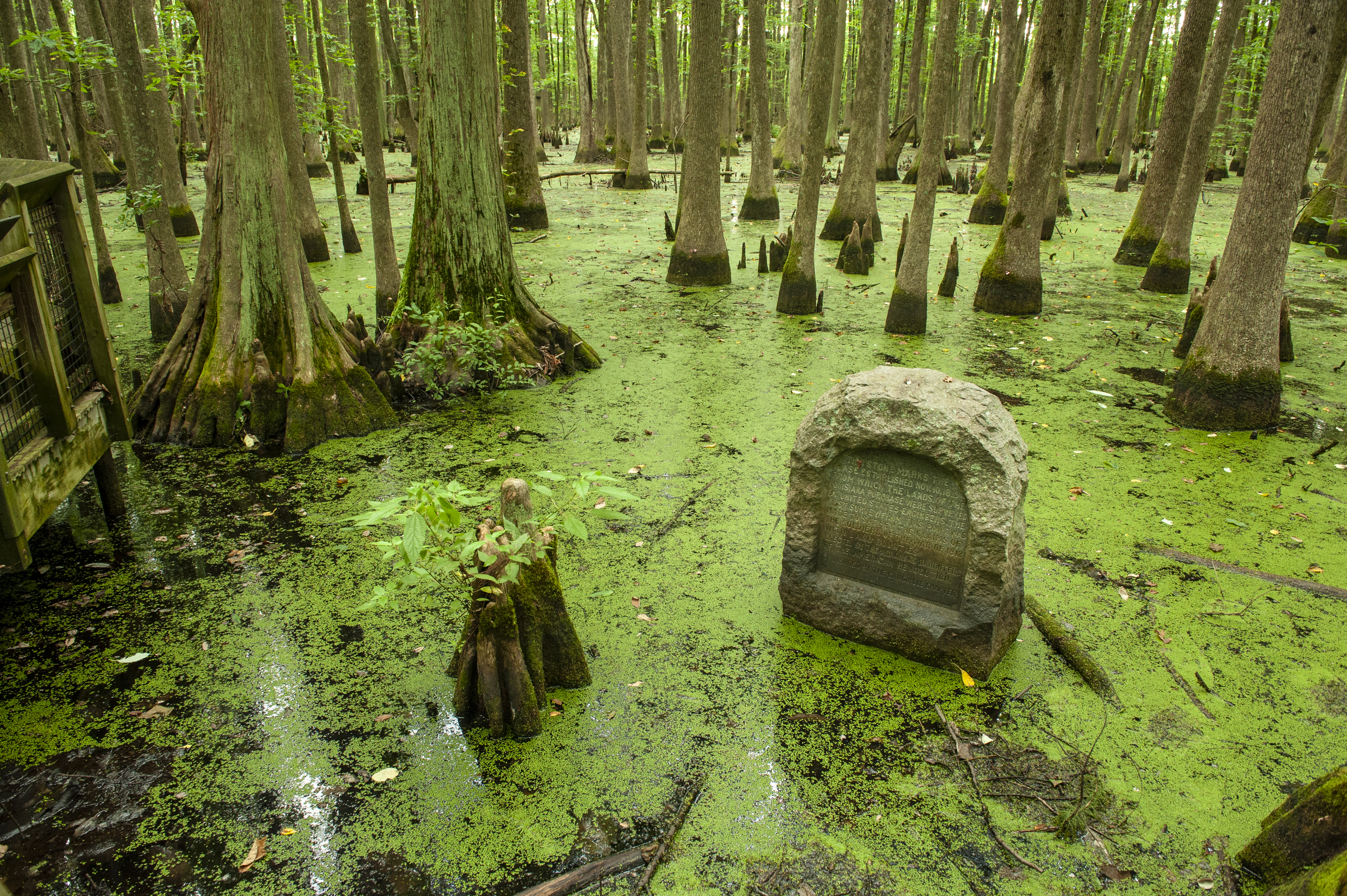 Original Marker for the Louisiana Purchase surrounded by swampy water with algae growth and cypress trees