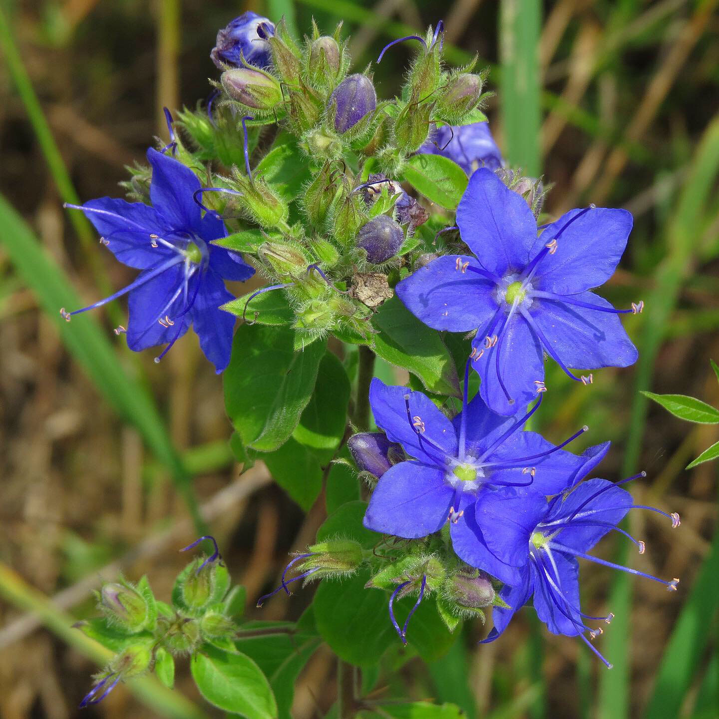 blue-waterleaf Samantha Scheiman