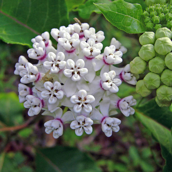 white milkweed David Arbour