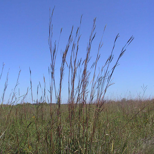 Big Bluestem