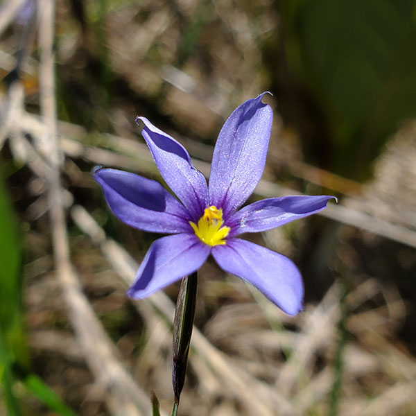 blue-eyed grass Emily Roberts