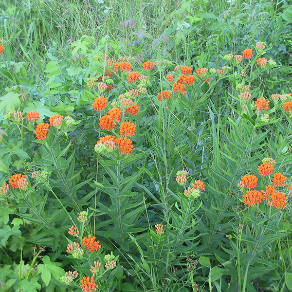 Butterfly milkweed