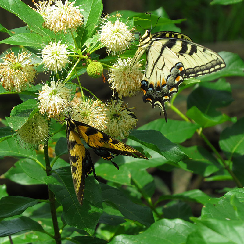 Buttonbush and butterflies, photo by Samantha Scheiman