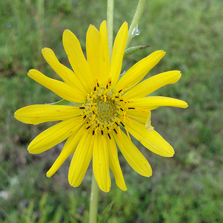 compass plant Dustin Lynch