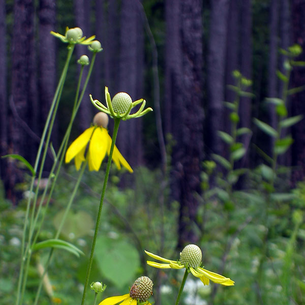 Gray-head coneflower Jennifer Akin