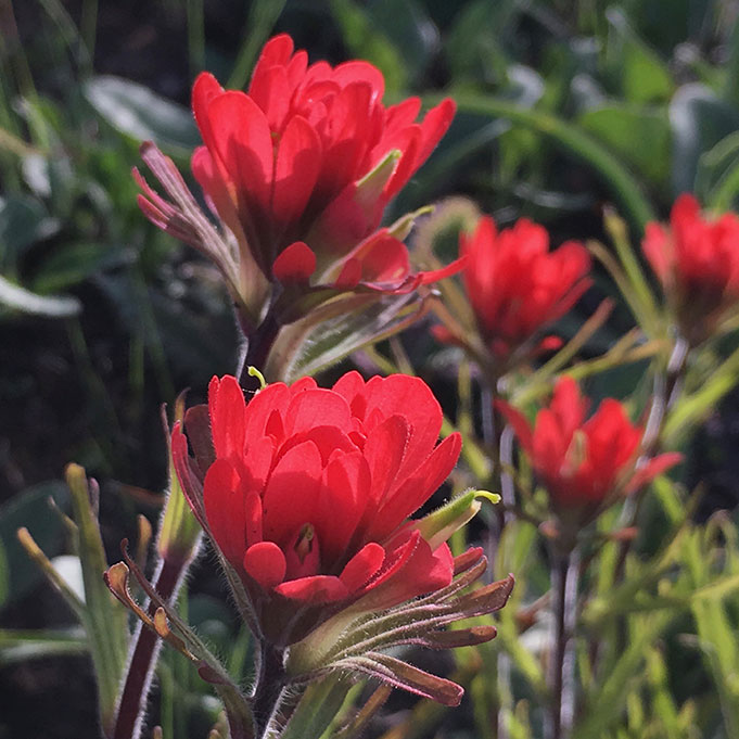 Indian paintbrush Leslie Patrick