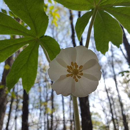 Arkansas Native Plants – White Flowers