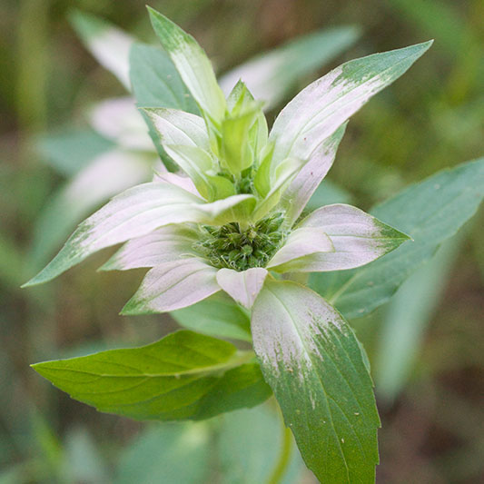 dotted beebalm Eric Hunt