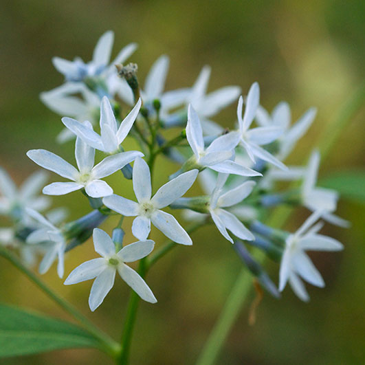 DAH-ANHC-native-plant-eastern-bluestar-Eric-Hunt