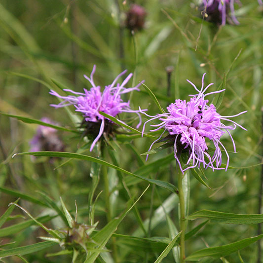 Ouachita blazing-star Jennifer Akin