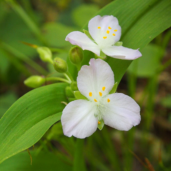 Ozark spiderwort Brent Baker