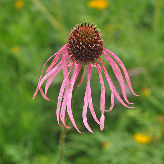 Pale purple coneflower Ruthie Berryhill