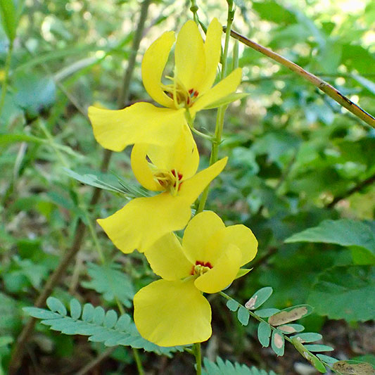 Showy partridge-pea Leslie Patrick