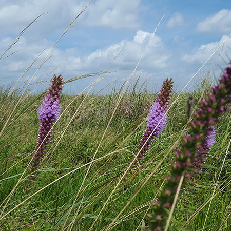 prairie gayfeather Emily Roberts