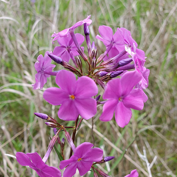 Smooth phlox Emily Roberts