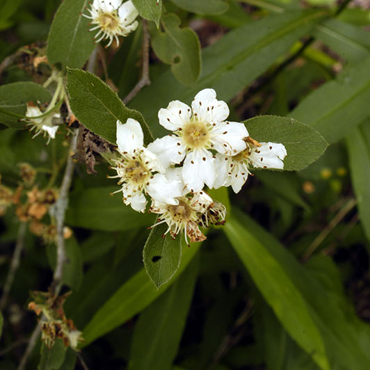 Stern's medlar flowers ANHC staff