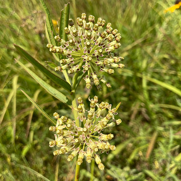 Tall green milkweed Witsell