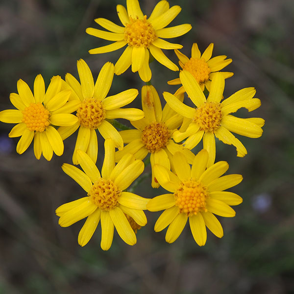 Woolly ragwort by Jennifer Akin