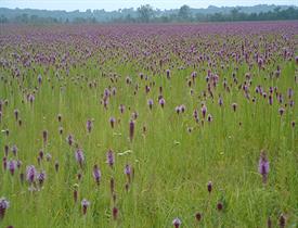 A field of tall thin green grass with long purple flowers at the tips.