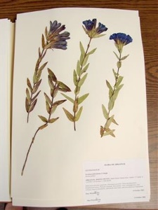 Image_4_downygentian_sm