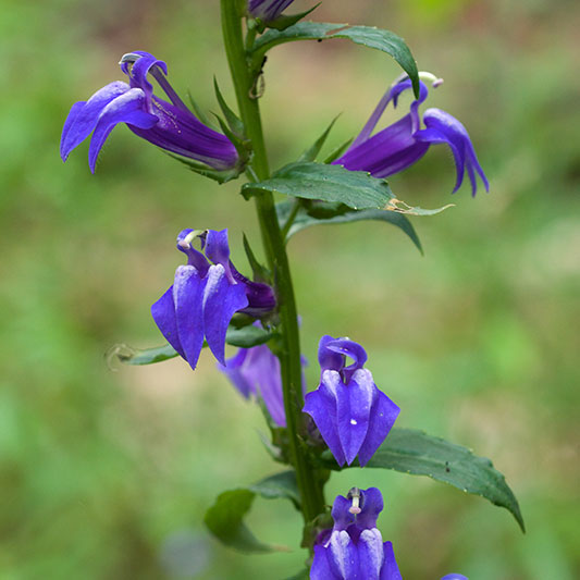 Great blue lobelia by Eric Hunt