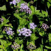 Arkansas Natural Heritage Commission