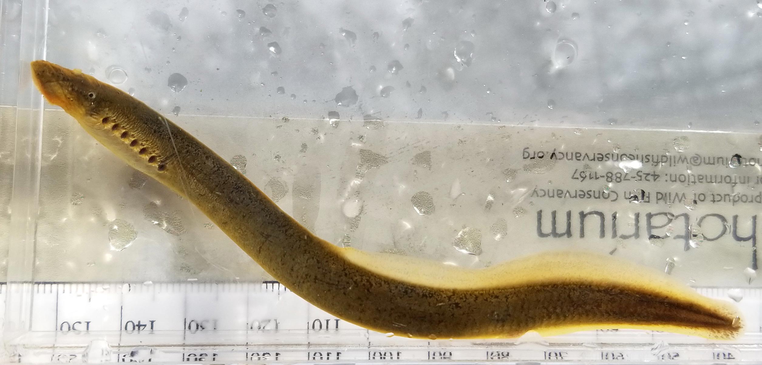 Southern Brook Lamprey