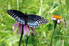 blue female butterfly with flowers