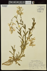 UARK Aileen McWilliam