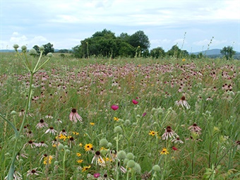 Baker-Prairie-Holimon-enews Baker Prairie Natural Area