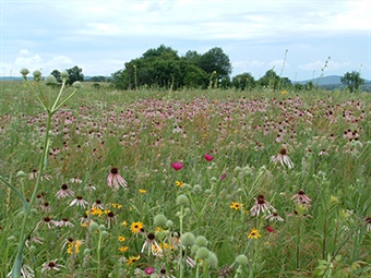 Baker Prairie Natural Area