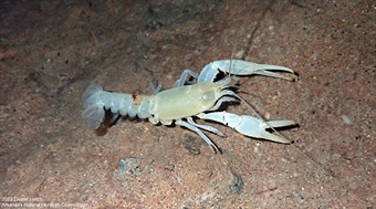 Benton Cty Cave Crayfish Stygobiont