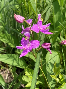 Calopogon-oklahomensis-Theo-Witsell-enews Oklahoma Grass-pink