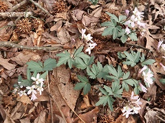 Cardamine-angustata-ouachitana-Jim-Keesling-enews Ouachita Toothwort