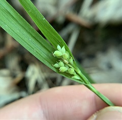 Carex-kraliana-Brendan-Kosnik-enews Kral's Sedge
