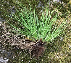 Carex-timida-Theo-Witsell-enews Timid Sedge