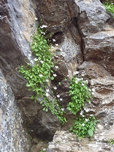 Claytonia-arkansana-Leslie-Patrick-enews Arkansas Spring Beauty