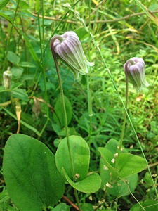 Clematis-arenicola-Mason-Brock-enews Sandhill Leatherflower