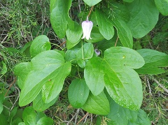Clematis-ouachitensis-Mason-Brock-enews Outachita Leatherflower