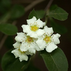 Crataegus-canescens-John-Moore-enews Stern's Medlar