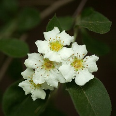 Stern's Medlar