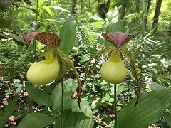 Cypripedium-kentuckiense-Theo-Witsell-enews Kentucky Lady's-slipper