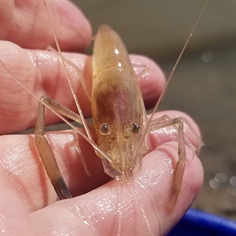 DAH-ANHC-3-Ohio-Shrimp-Dustin-Lynch Ohio shrimp Dustin Lynch