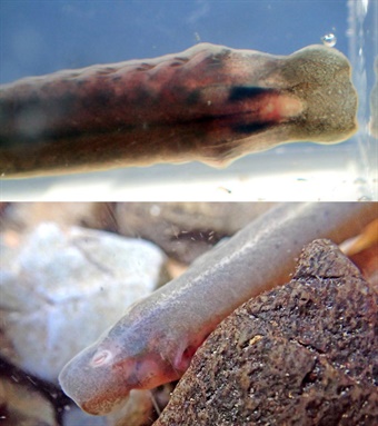 DAH-ANHC-Ammocoete-Lynch Lamprey Ammocoete