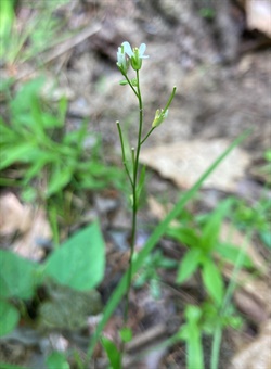 DAH-ANHC-Arabis pycnocarpa adpressipilis_Witsell Hairy Rockcress