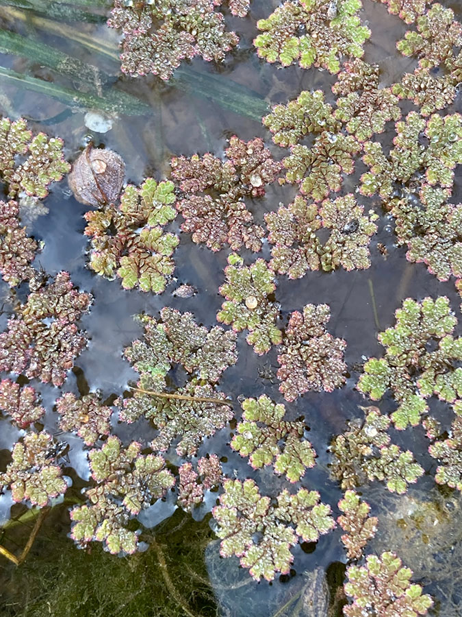 Azolla mexicana
