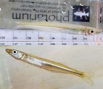 DAH-ANHC-Brook-Silverside-vs-Hardy-Silverside Brook Silverside and Hardy Silverside fish
