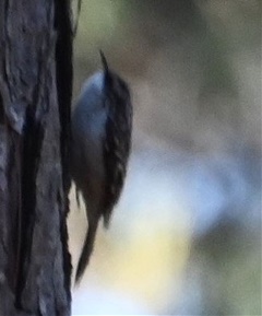 DAH-ANHC-brown-creeper-Patrick-Solomon Brown creeper